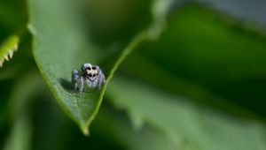 Preview wallpaper spider, leaf, macro, blur