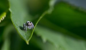 Preview wallpaper spider, leaf, macro, blur