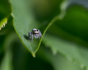 Preview wallpaper spider, leaf, macro, blur