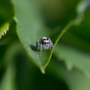 Preview wallpaper spider, leaf, macro, blur