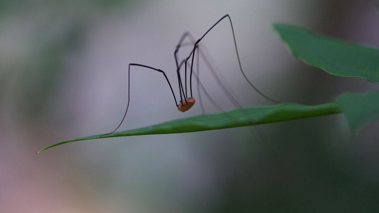 Wallpaper spider, legs, feet, long