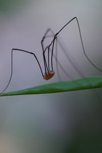 Preview wallpaper spider, legs, feet, long