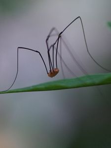 Preview wallpaper spider, legs, feet, long