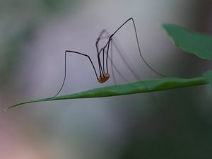 Preview wallpaper spider, legs, feet, long