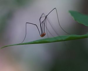 Preview wallpaper spider, legs, feet, long