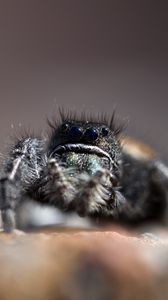 Preview wallpaper spider, legs, large, dark