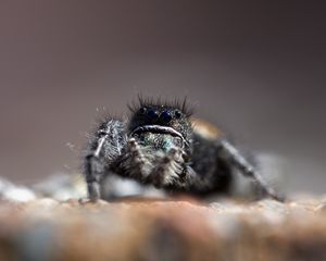 Preview wallpaper spider, legs, large, dark