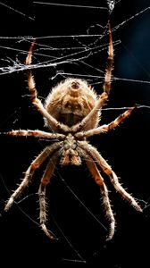 Preview wallpaper spider, legs, web, crawling, insect