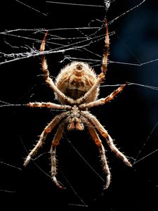 Preview wallpaper spider, legs, web, crawling, insect