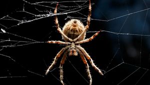 Preview wallpaper spider, legs, web, crawling, insect