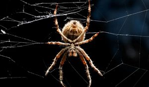 Preview wallpaper spider, legs, web, crawling, insect