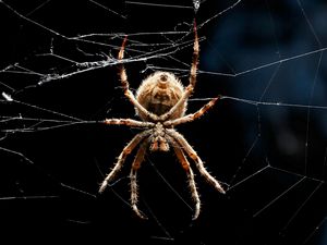 Preview wallpaper spider, legs, web, crawling, insect