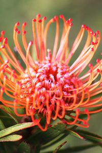 Preview wallpaper spider lily, flower, macro