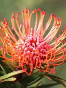 Preview wallpaper spider lily, flower, macro