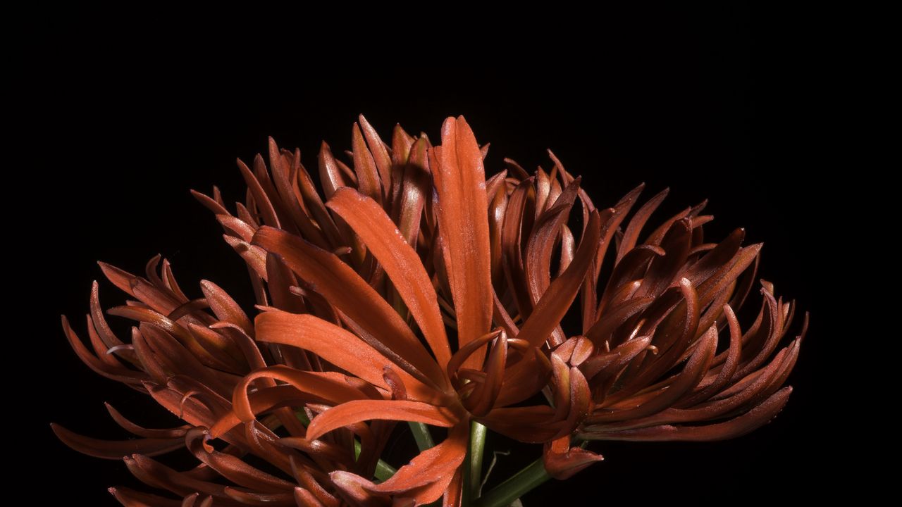 Wallpaper spider lily, flower, petals, macro, red