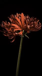 Preview wallpaper spider lily, flower, petals, macro, red