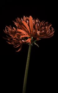 Preview wallpaper spider lily, flower, petals, macro, red