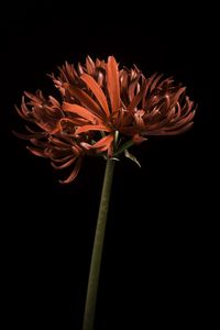 Preview wallpaper spider lily, flower, petals, macro, red