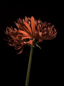 Preview wallpaper spider lily, flower, petals, macro, red