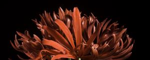 Preview wallpaper spider lily, flower, petals, macro, red