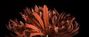 Preview wallpaper spider lily, flower, petals, macro, red