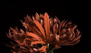 Preview wallpaper spider lily, flower, petals, macro, red