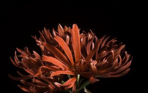 Preview wallpaper spider lily, flower, petals, macro, red