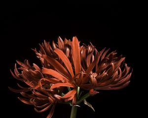 Preview wallpaper spider lily, flower, petals, macro, red