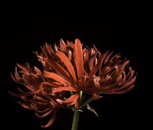 Preview wallpaper spider lily, flower, petals, macro, red