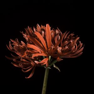 Preview wallpaper spider lily, flower, petals, macro, red