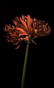 Preview wallpaper spider lily, flower, petals, red