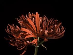 Preview wallpaper spider lily, flower, petals, red