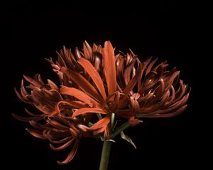 Preview wallpaper spider lily, flower, petals, red