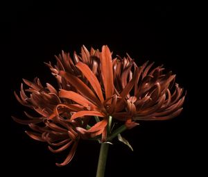 Preview wallpaper spider lily, flower, petals, red