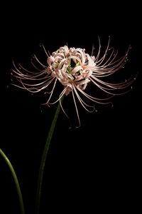 Preview wallpaper spider lily, flower, pink, macro