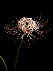 Preview wallpaper spider lily, flower, pink, macro