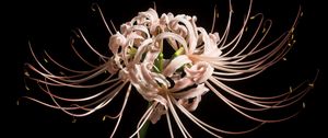 Preview wallpaper spider lily, flower, pink, macro