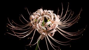 Preview wallpaper spider lily, flower, pink, macro