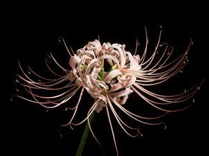 Preview wallpaper spider lily, flower, pink, macro