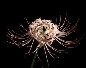 Preview wallpaper spider lily, flower, pink, macro