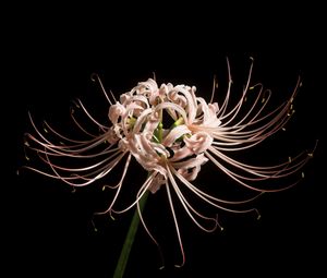 Preview wallpaper spider lily, flower, pink, macro