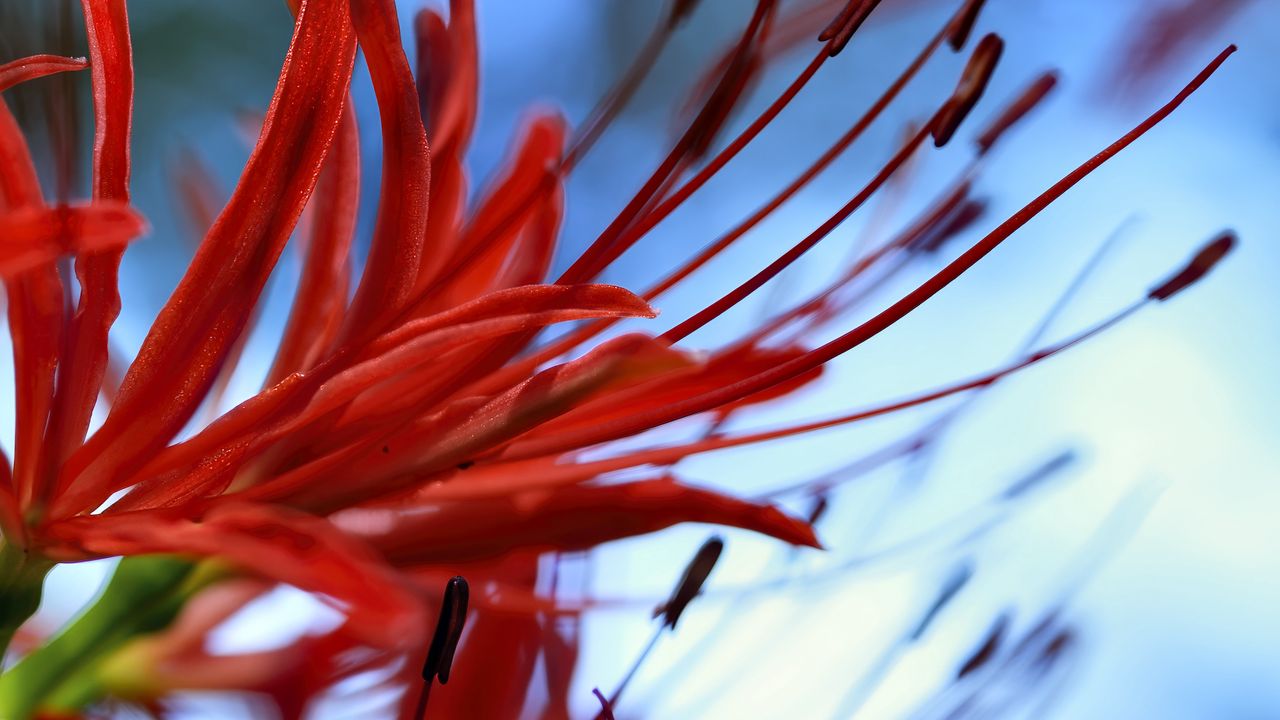 Wallpaper spider lily, flower, red, macro