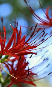 Preview wallpaper spider lily, flower, red, macro