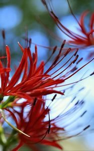 Preview wallpaper spider lily, flower, red, macro