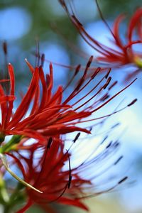 Preview wallpaper spider lily, flower, red, macro
