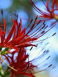 Preview wallpaper spider lily, flower, red, macro