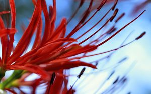 Preview wallpaper spider lily, flower, red, macro