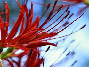 Preview wallpaper spider lily, flower, red, macro