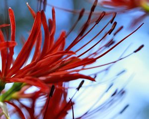 Preview wallpaper spider lily, flower, red, macro