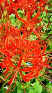 Preview wallpaper spider lily, flowers, flowerbed, close-up